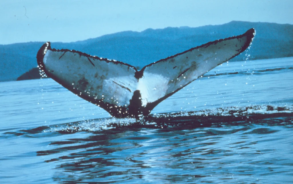 whale-fluke.jpg
